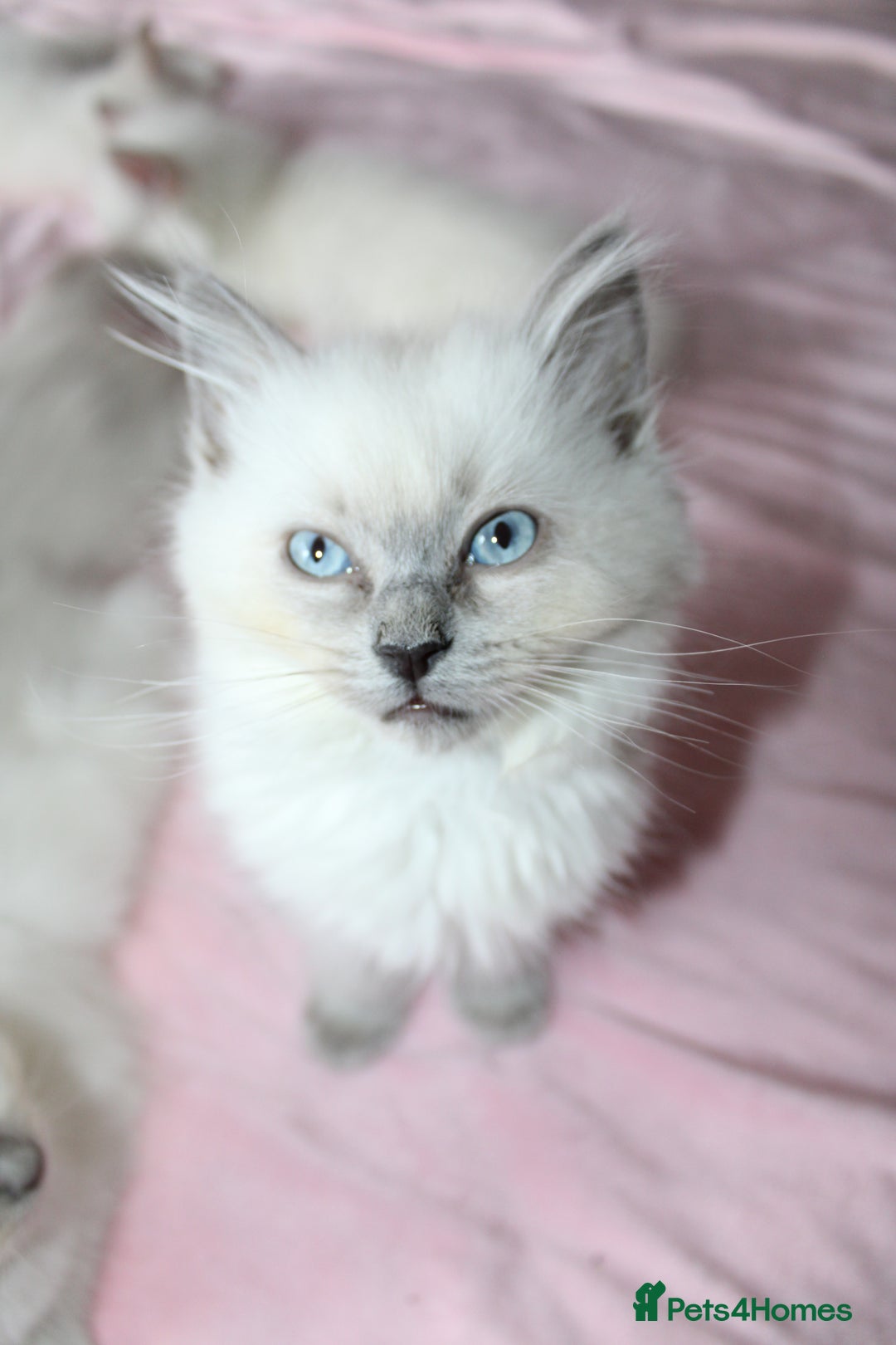 Ragdoll cats for sale: GCCF registered Ragdolls  - Advert 17