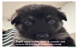 German Shepherd dogs for sale: German shepherd puppies  - Image 24