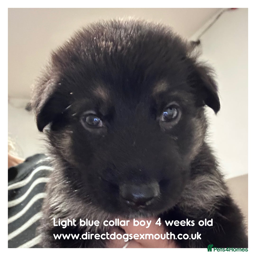 German Shepherd dogs for sale: German shepherd puppies  - Image 24