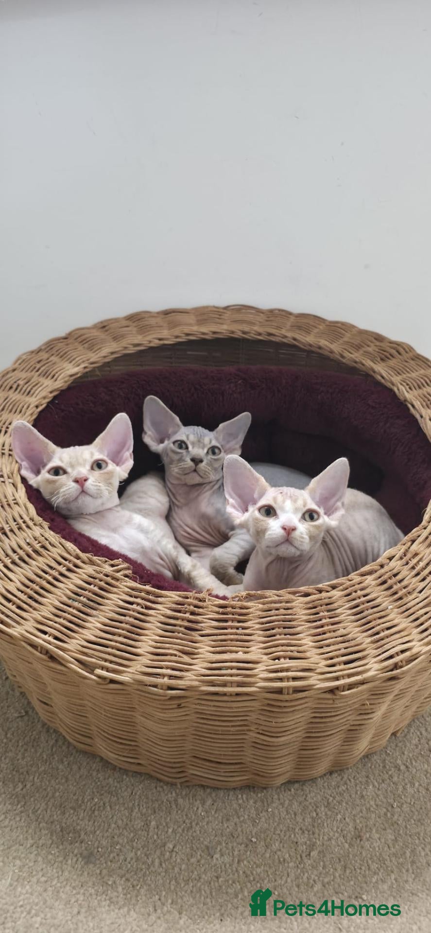 Devon Rex cats ❤️ Gorgeous Devon Rex Kittens ❤️ - Advert 1