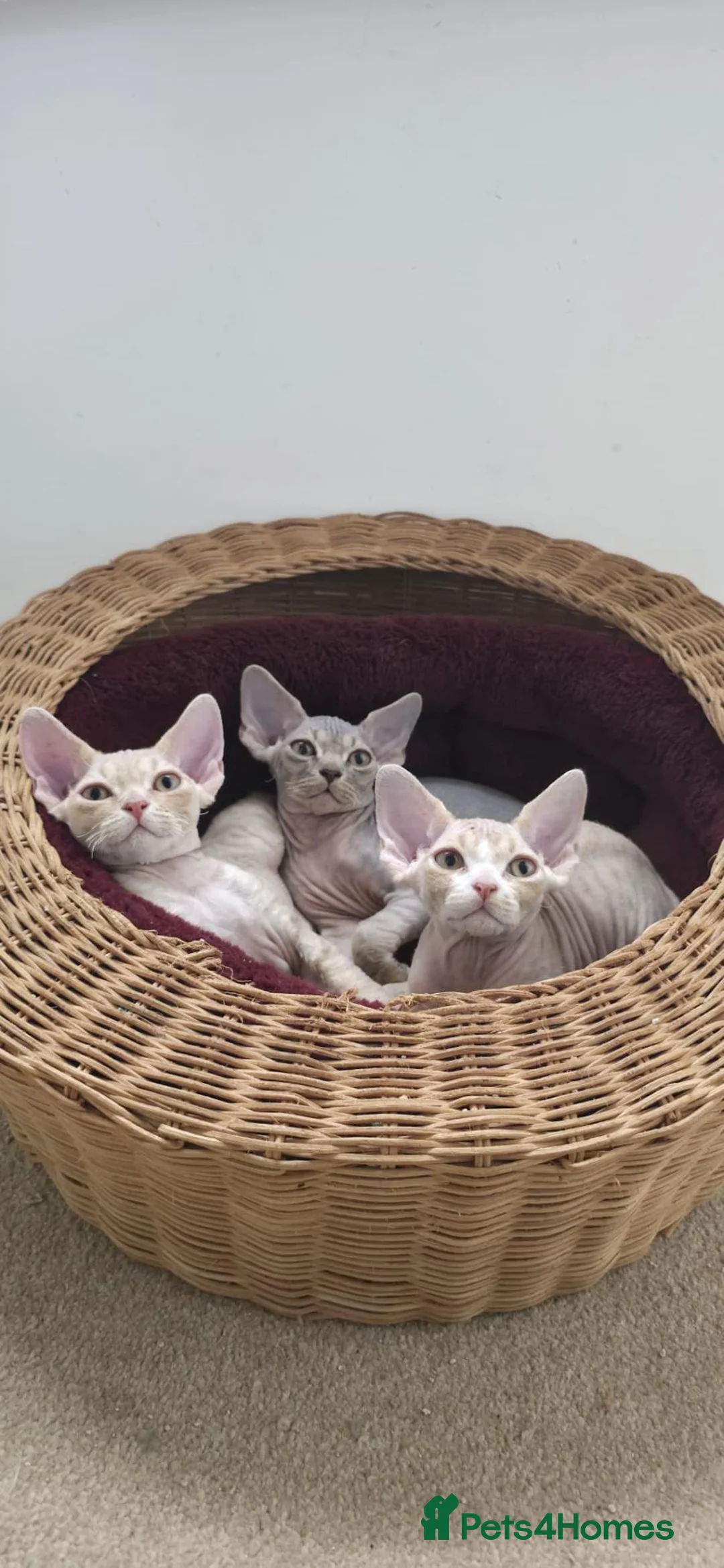 Devon Rex cats for sale: ❤️ Gorgeous Devon Rex Kittens ❤️ - Advert 1