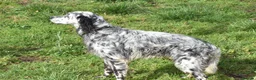 English Setter dogs for adoption: Jim   in Warrington - Advert 5