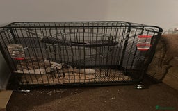 Rat rodents for sale: 2 male rats for sale - Advert 1