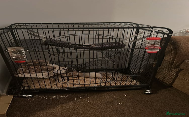 Rat rodents 2 male rats for sale - Advert 5