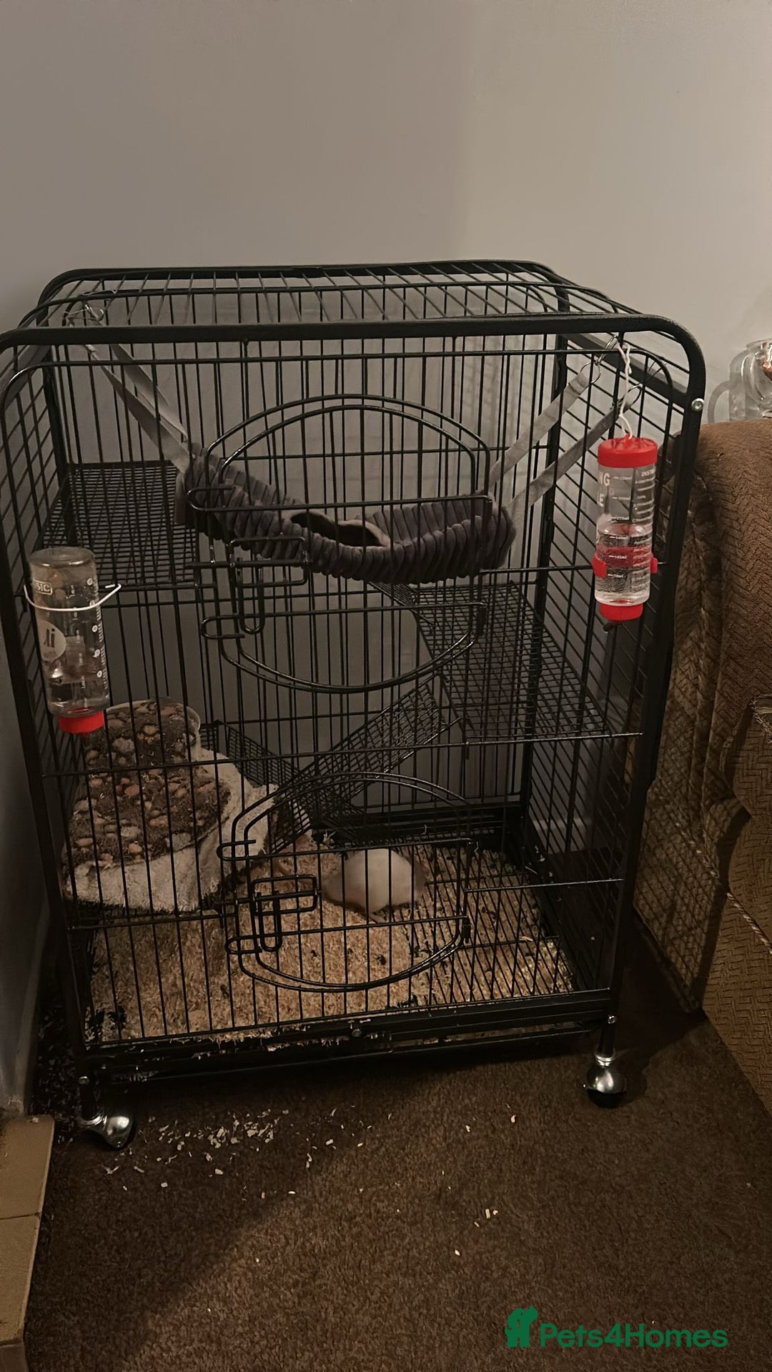 Rat rodents for sale: 2 male rats for sale - Advert 1