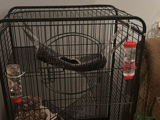 Rat rodents 2 male rats for sale - Advert 1