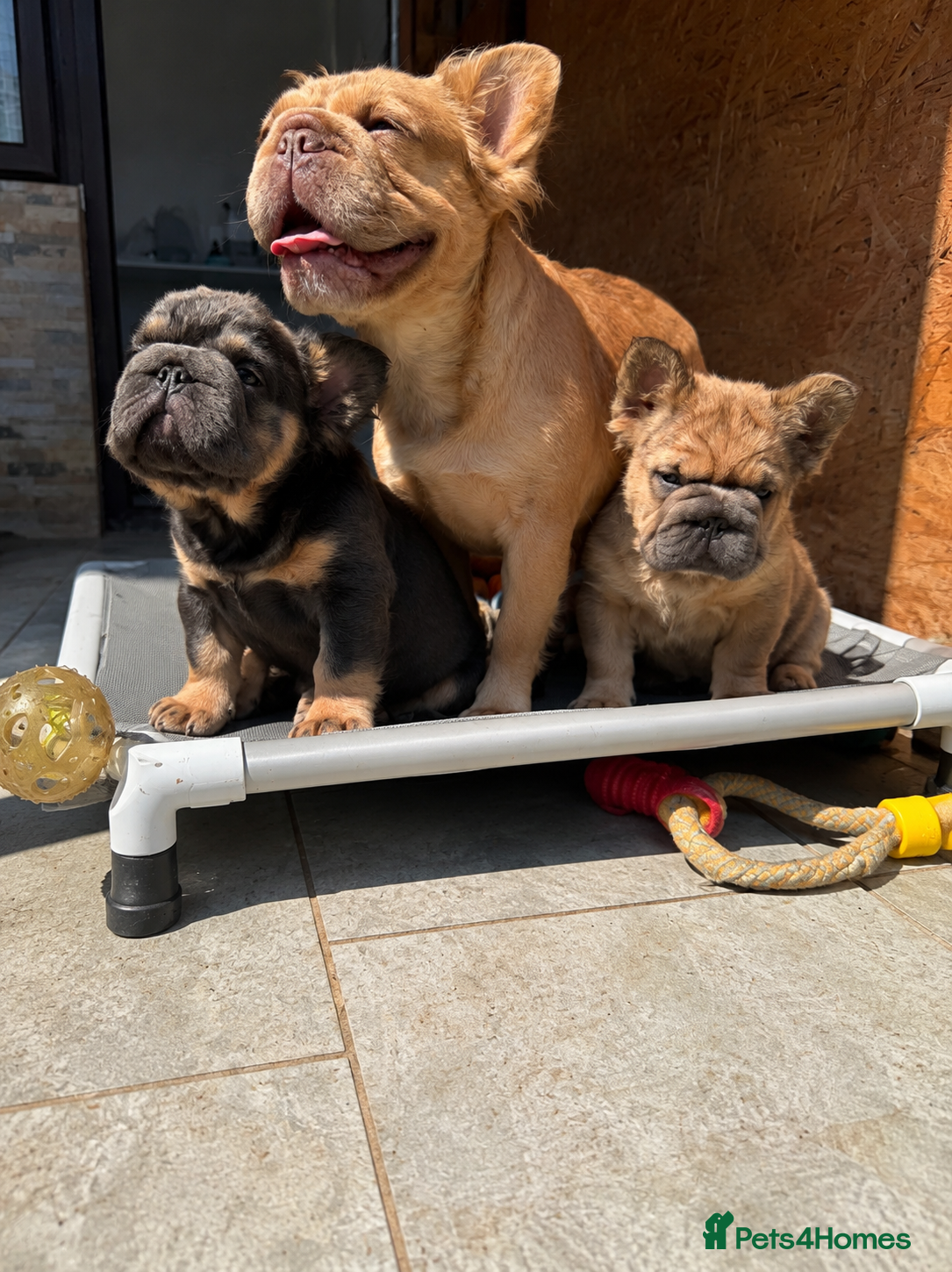 French Bulldog dogs Fluffy French Bulldog Puppies  - Advert 1