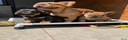 French Bulldog dogs for sale: Fluffy French Bulldog Puppies  - Advert 11
