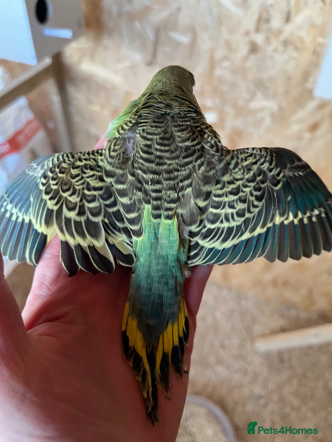 Budgerigars birds for sale: Baby Budgies Inverness - Advert 2