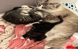 Mixed Breed cats for sale: Ragdoll x Bengal x Mau Kitten - Image 7