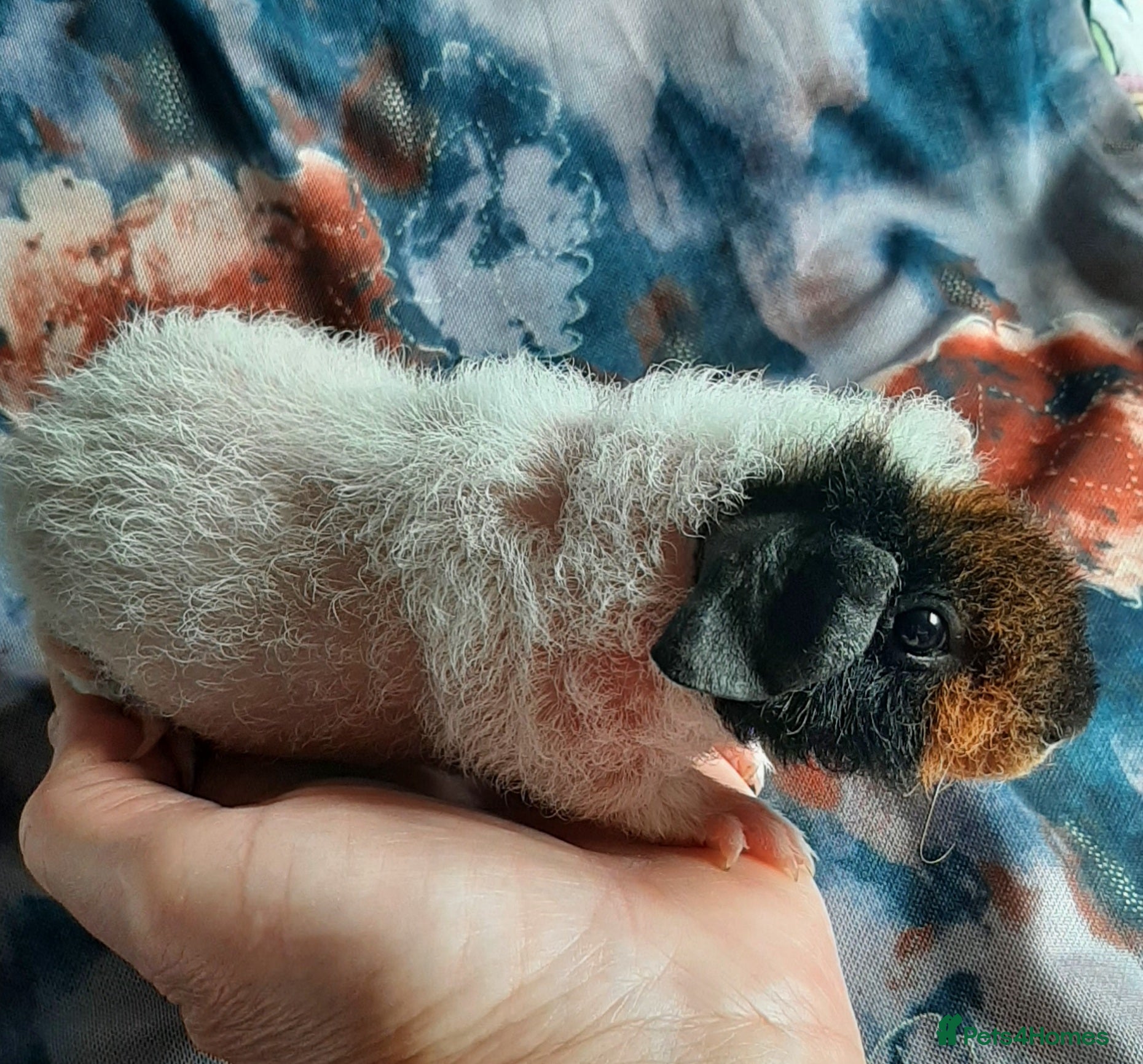Guinea Pig rodents Skinny pigs and guinea pig babies - Advert 2