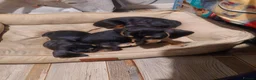 Chiweenie dogs for sale: Chiweenie puppies for sale in Bristol - Advert 3