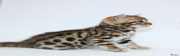 Bengal cats for sale: 🔥 Beautiful Bengal girl🔥 - Advert 4