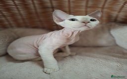 Devon Rex cats for sale: 🥰Leo lilac point with blue eyes Ready now - Image 7