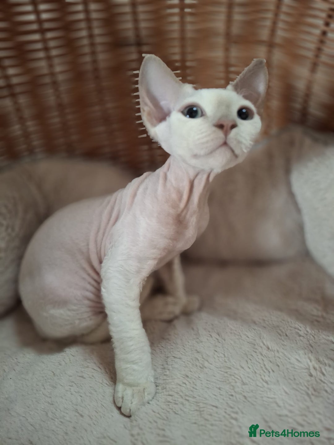 Devon Rex cats for sale: 🥰Leo lilac point with blue eyes Ready now - Image 7