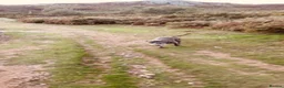 Staffordshire Bull Terrier dogs for sale: Male Blue Brindle Staff Needs Rehoming - Advert 2