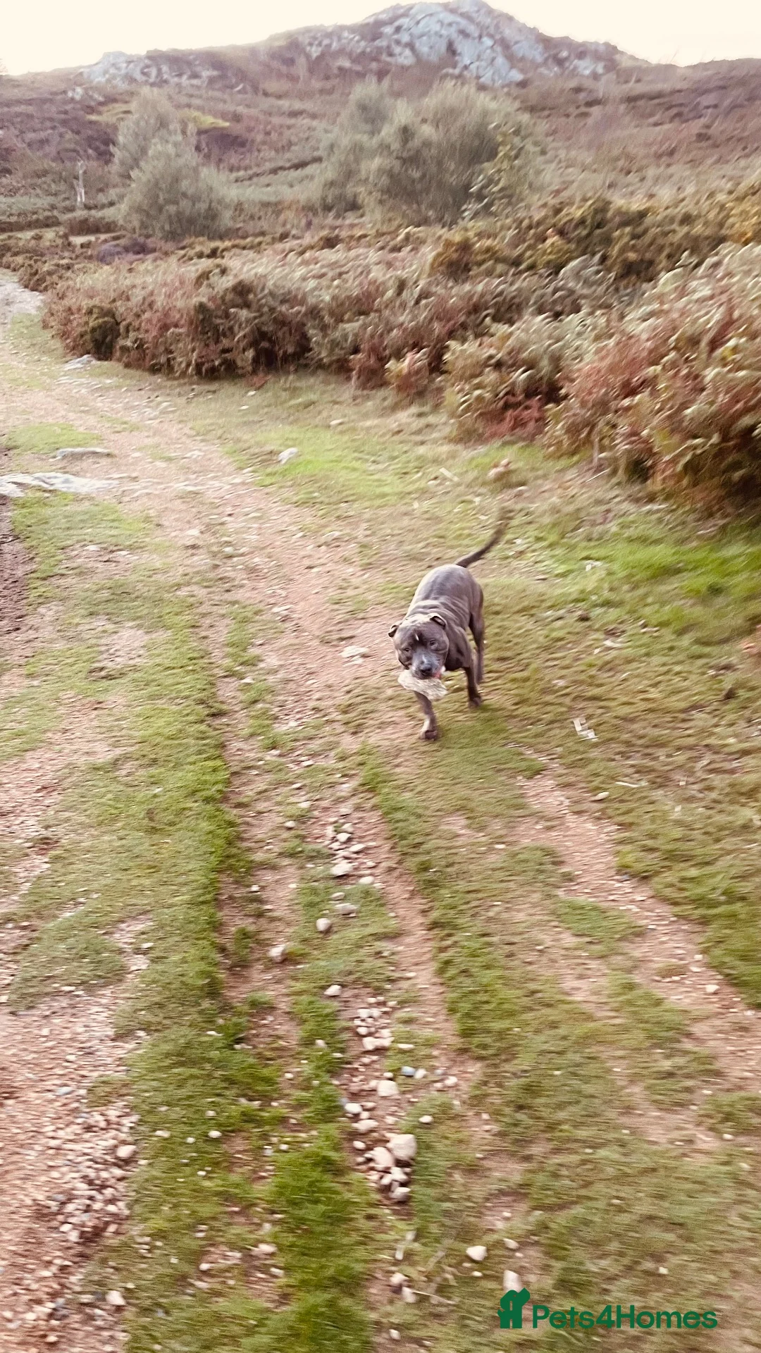 Staffordshire Bull Terrier dogs for sale: Male Blue Brindle Staff Needs Rehoming - Advert 2