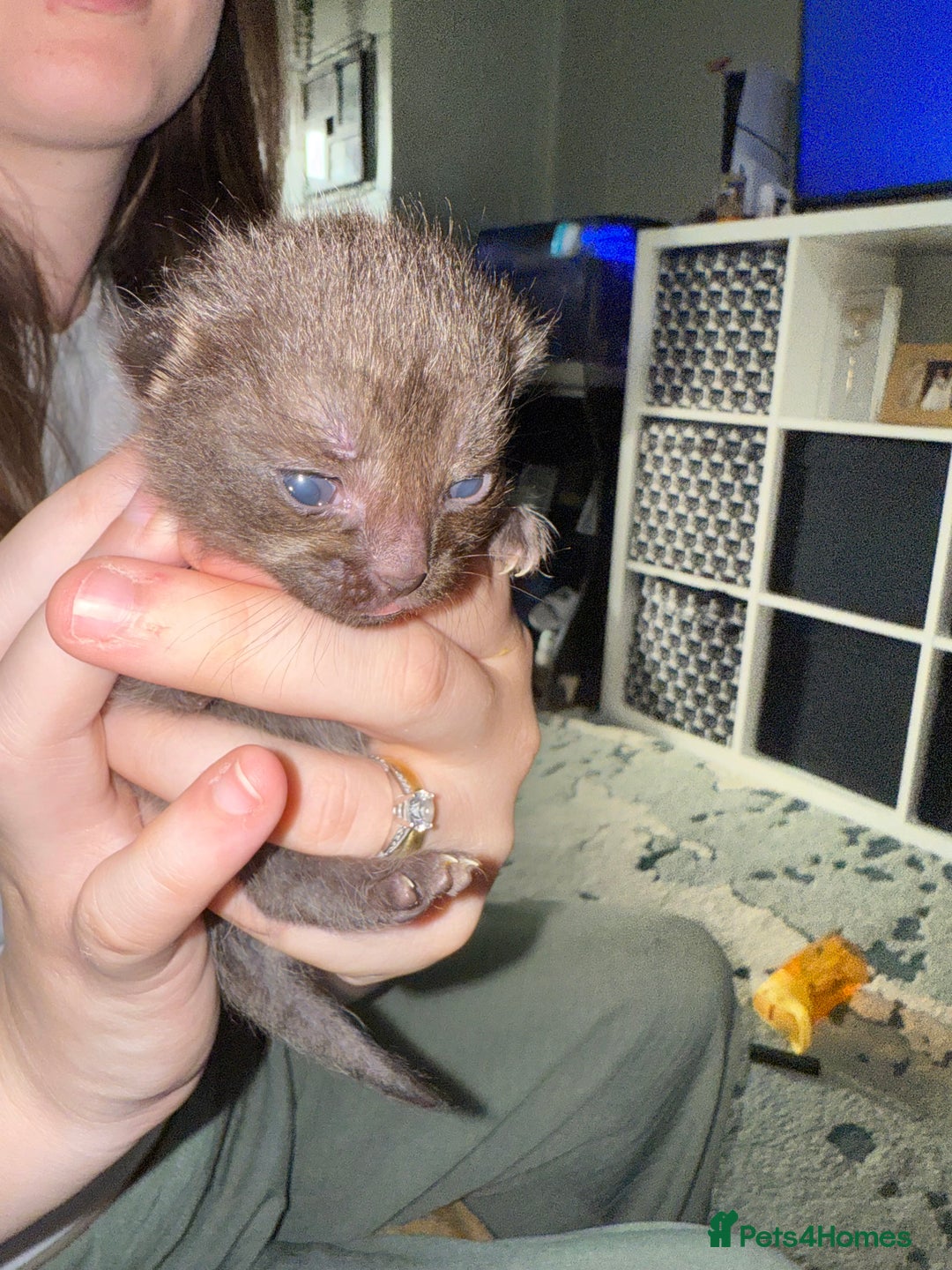 Mixed Breed cats for sale: 3 Gorgeous Girls - Image 16