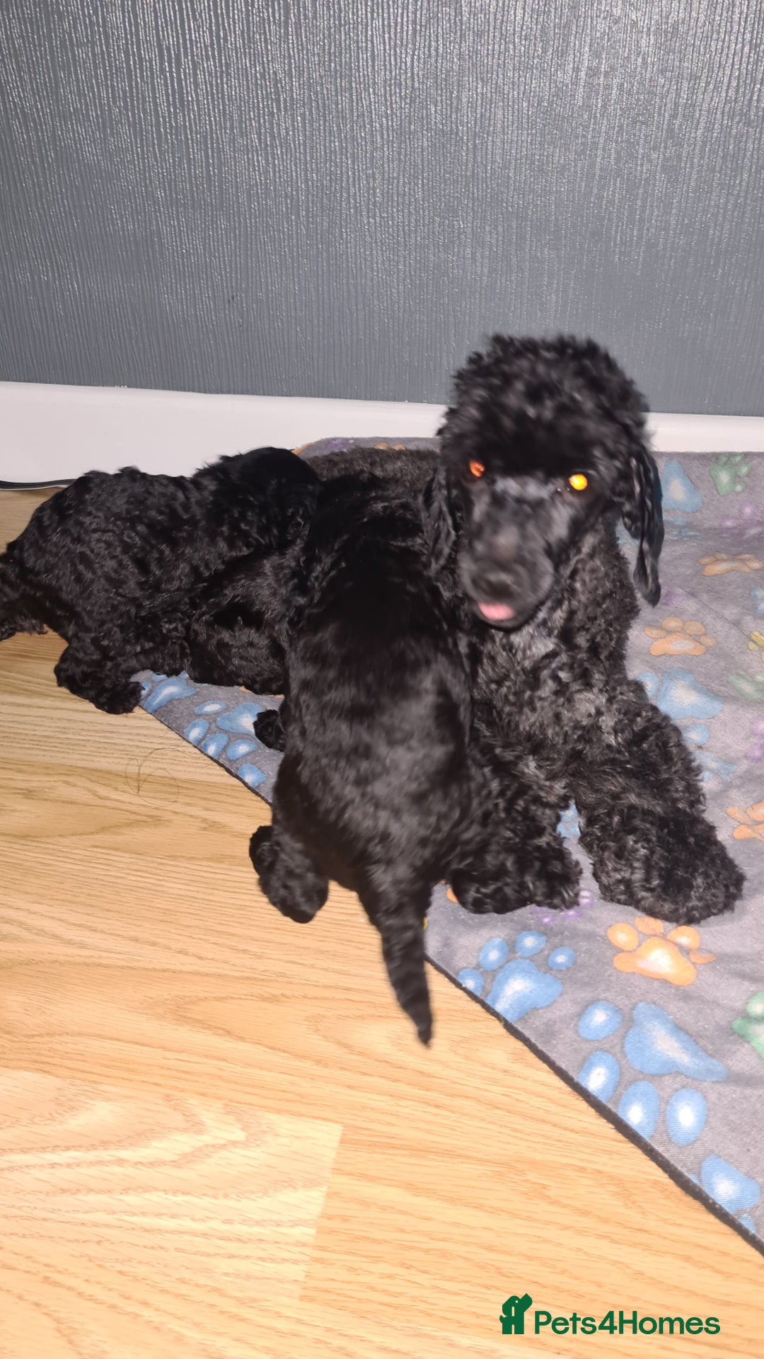 Toy Poodle dogs for sale: Toy poodle puppies  - Advert 7