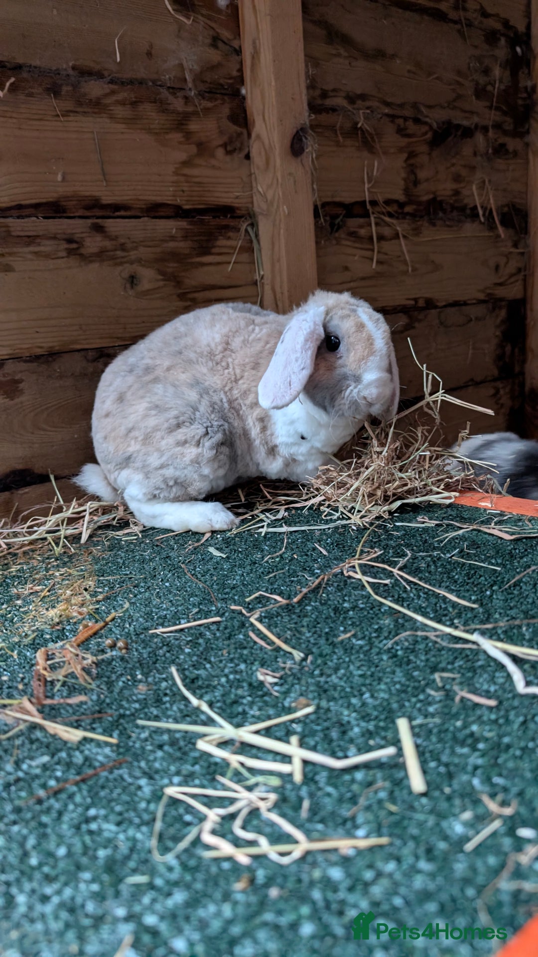 Mini Lop rabbits for sale: Pure breed plush mini lops babies  - Advert 6