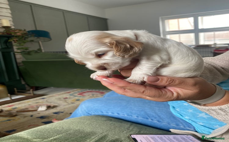 Cocker Spaniel dogs - Advert 2