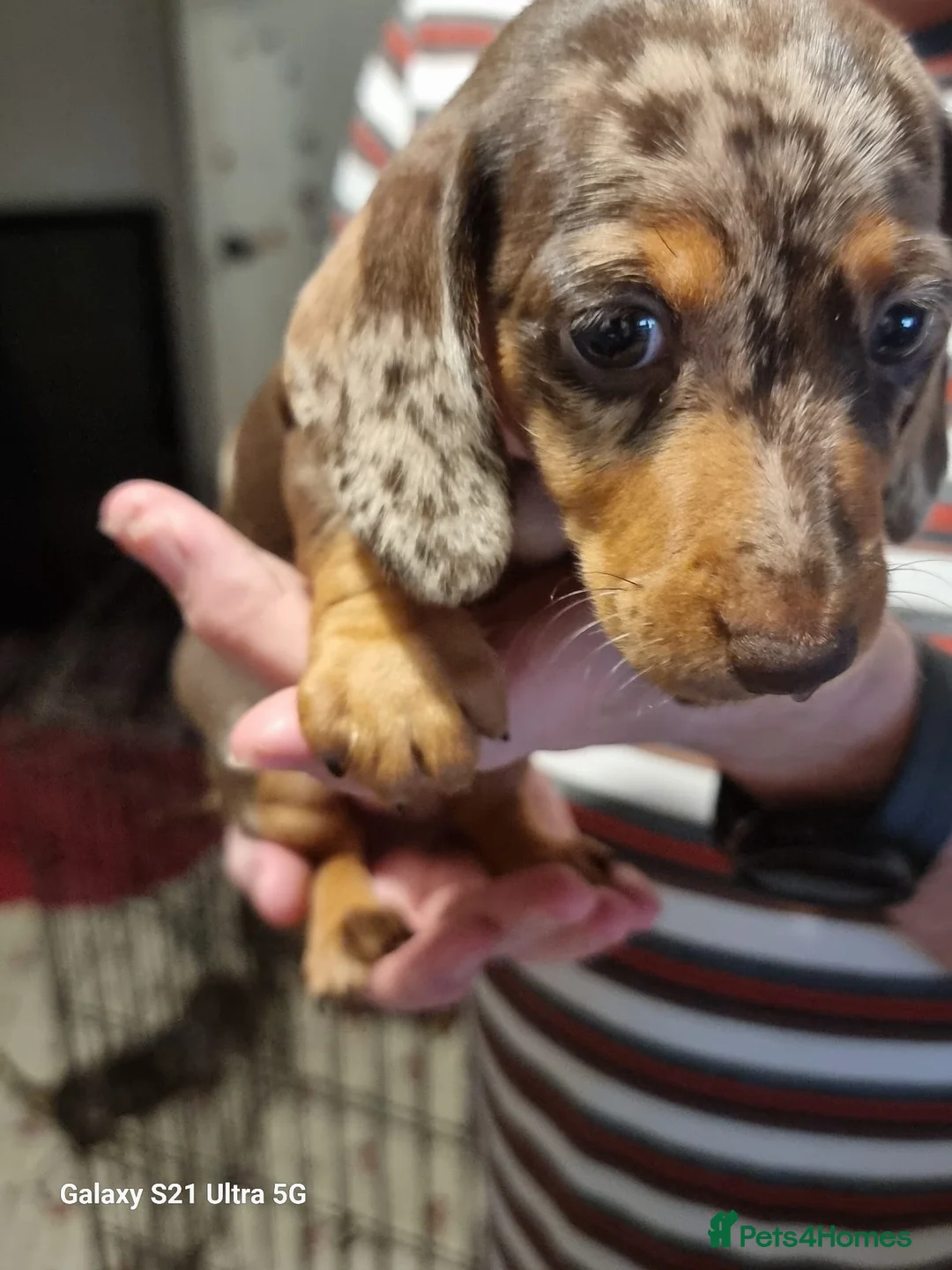 Miniature Dachshund dogs for sale: Miniature dachshund  - Advert 13