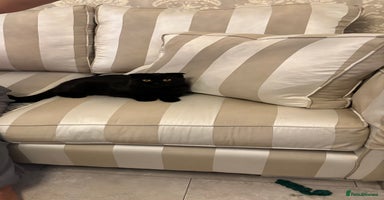 Scottish Fold cats - Advert 11