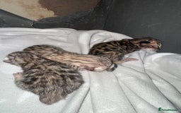 Bengal cats for sale: F1 Bengal Kittens, born 30/07/2025 ready Sept - Image 5