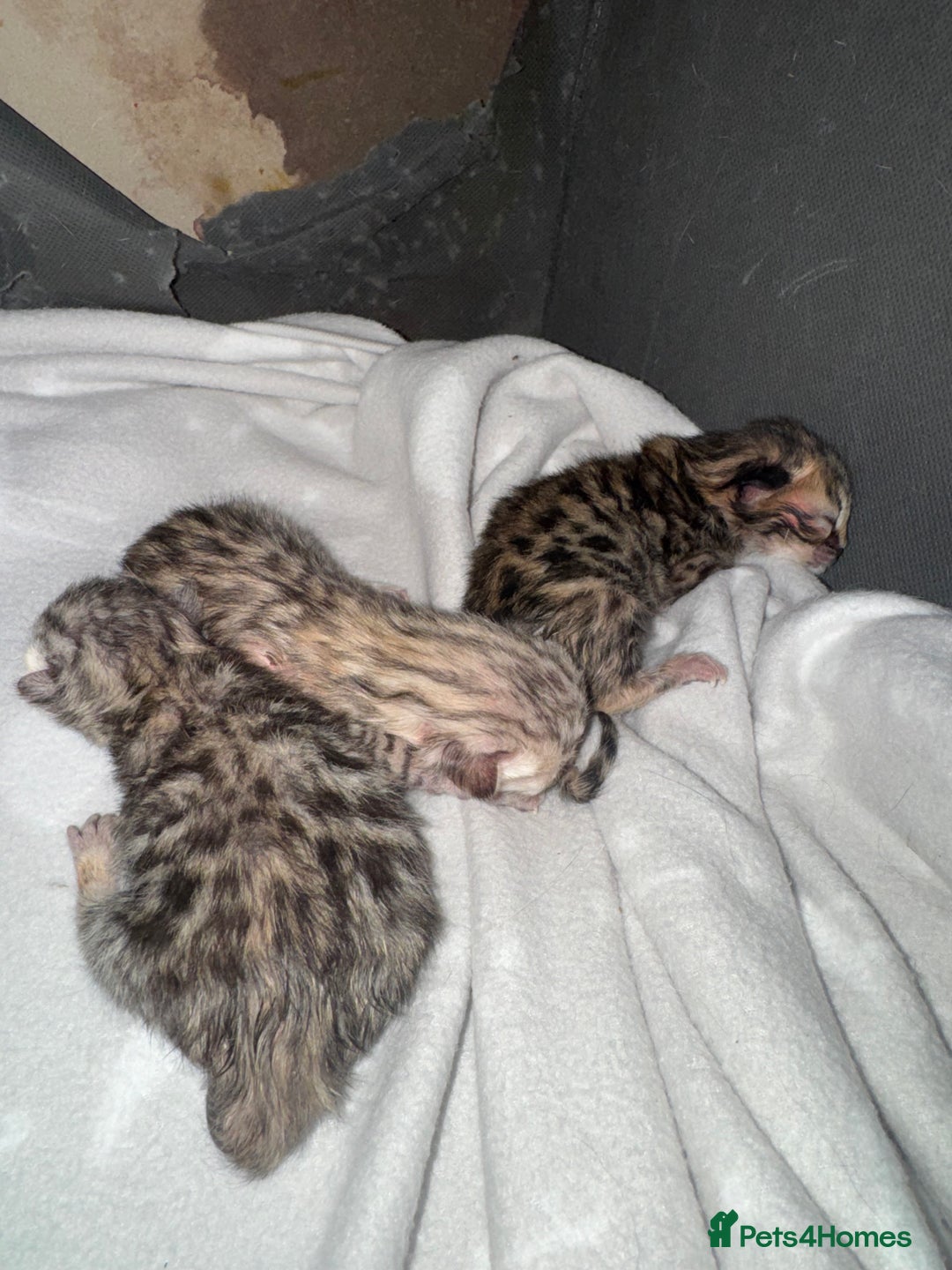 Bengal cats for sale: F1 Bengal Kittens, born 30/07/2025 ready Sept - Image 5