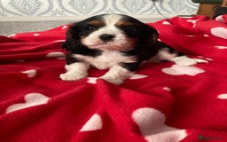 Cavalier King Charles Spaniel dogs for sale: Cavalier King Charles Spaniel! - Image 8