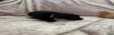 Labrador Retriever 3
