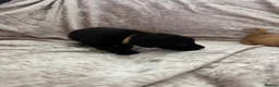 Labrador Retriever dogs for sale: Stunning Labrador pups - Advert 16