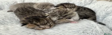 Mixed Breed 3
