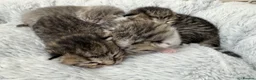 Mixed Breed cats for sale: Stunning BritishShorthair  MaineCoon Cross Kittens - Advert 3