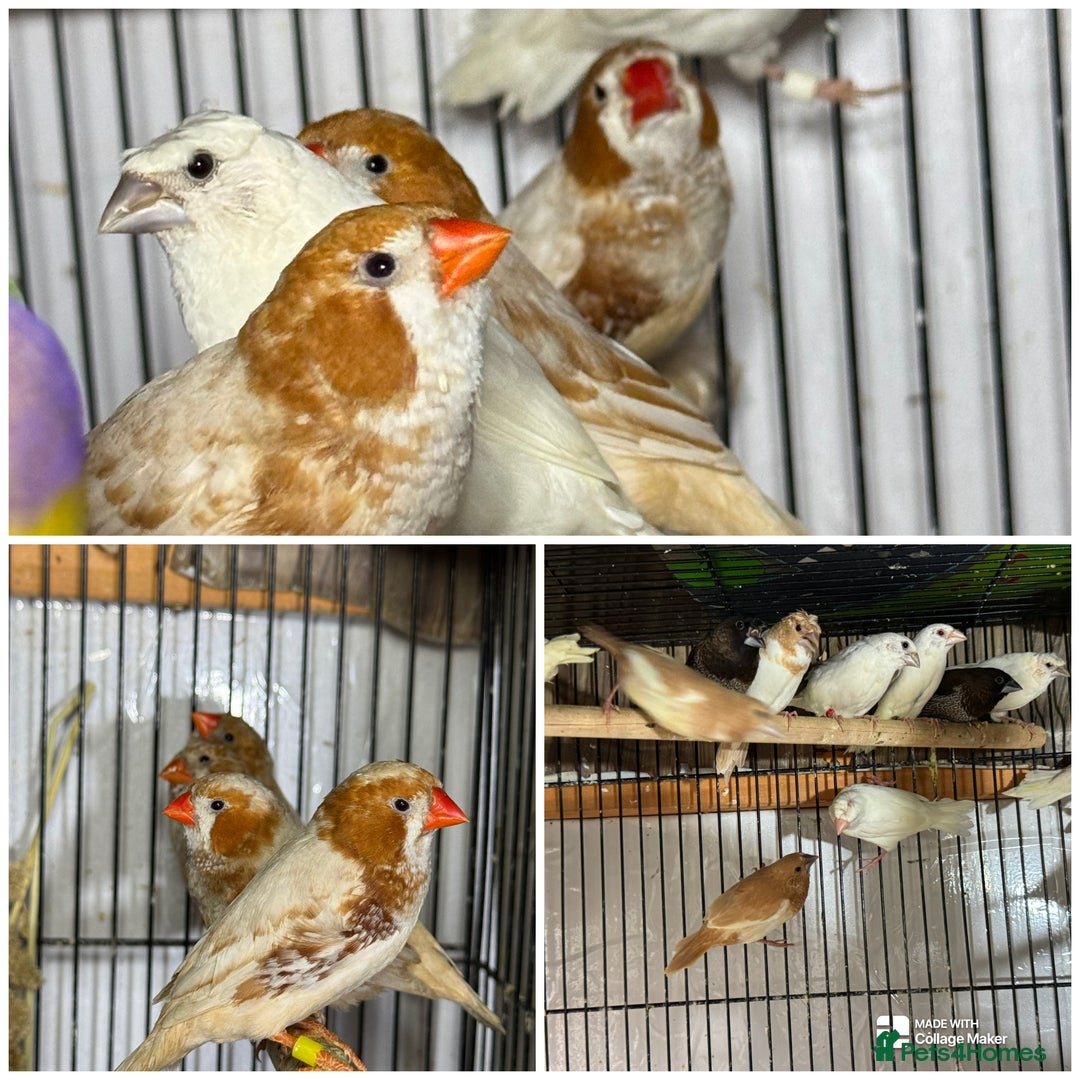 Finches birds for sale: Zebra Finches - Advert 1