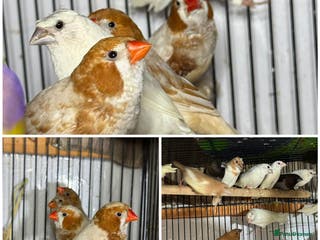 Finches birds Zebra Finches - Advert 12