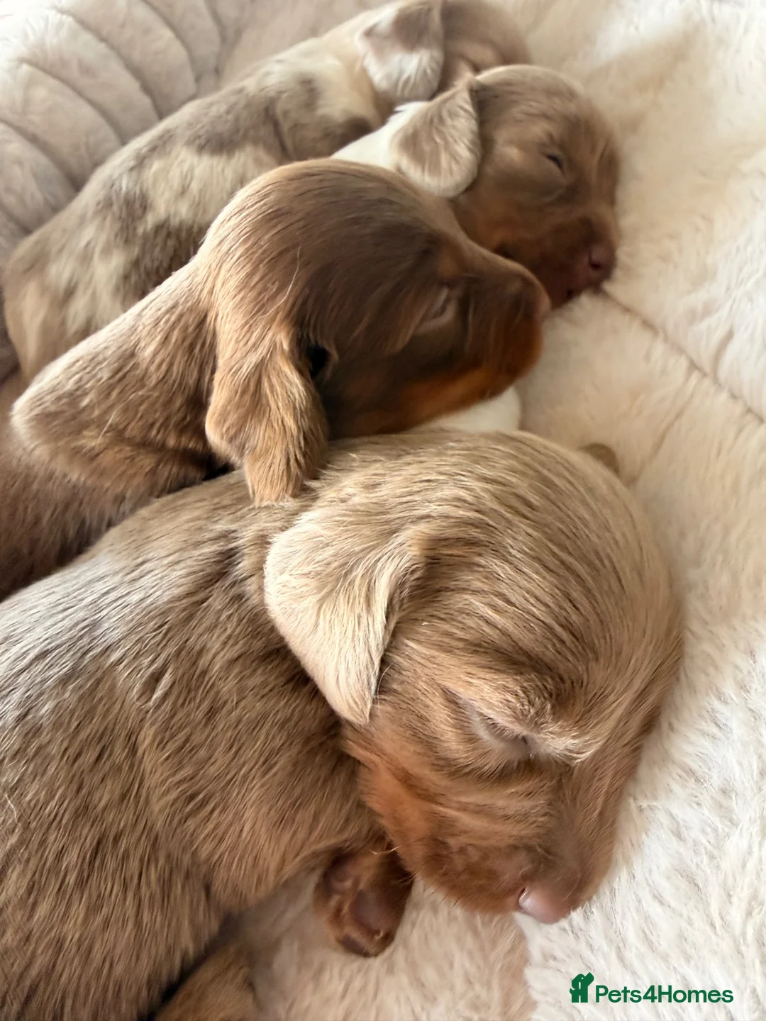 Miniature Dachshund dogs for sale: Adorable long haired miniature dachshund  in Bristol - Advert 2