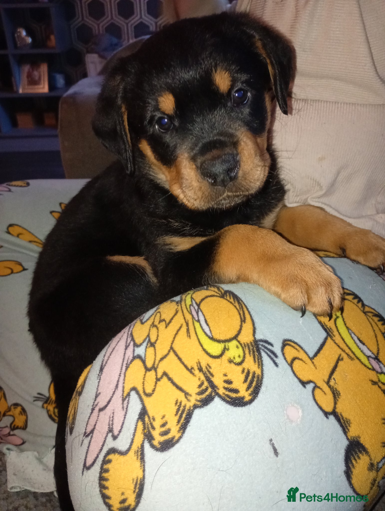 Rottweiler dogs Chunky full rottie pups  - Advert 13