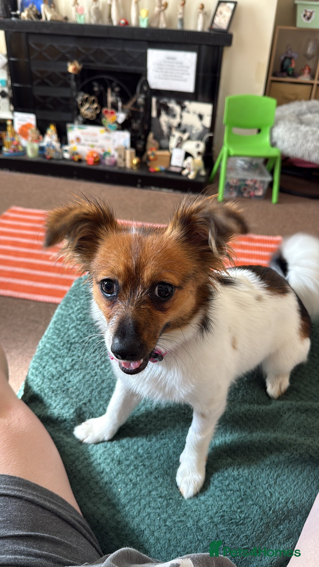 Mixed Breed dogs for sale: Pip- Pom Jack - Advert 3