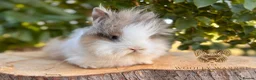 Lionhead rabbits for sale: Fully Vaccinated Lionheads Ready Now  - Advert 23