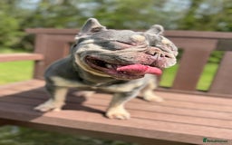 French Bulldog dogs for sale: Ruby-Roo - Image 2
