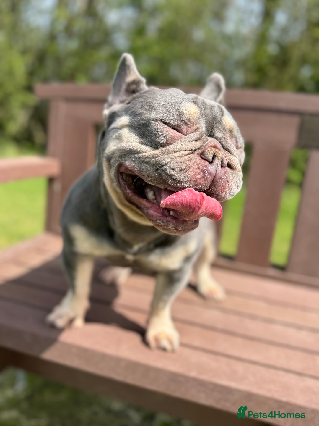 French Bulldog dogs for sale: Ruby-Roo - Image 2