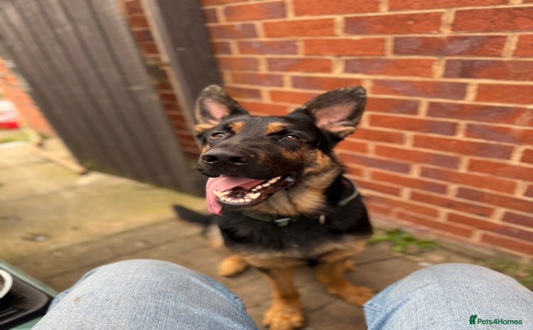 German Shepherd dogs - Advert 5