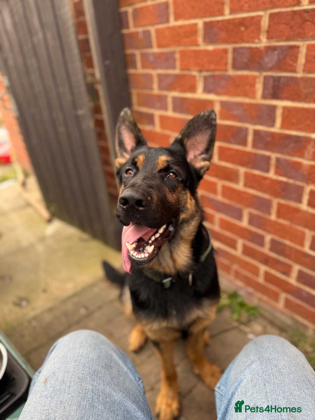 German Shepherd dogs for sale: 17month Old Male German Shepherd  - Image 1