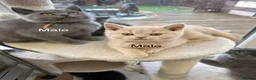 British Shorthair cats for sale: Tortieshell & Cream BSH kittens ready to leave now - Advert 18