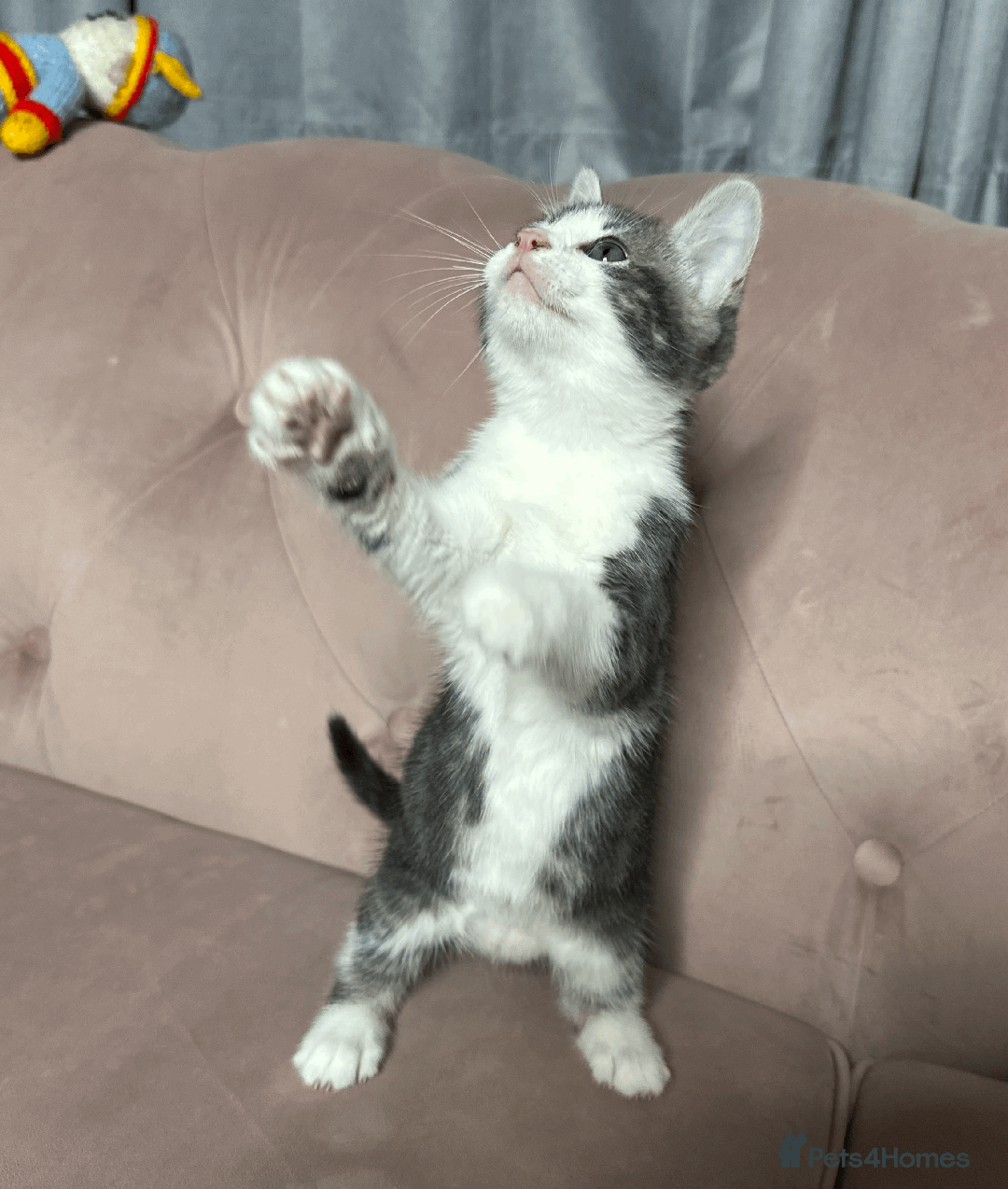 Mixed Breed cats for sale: One beautiful blue & white girl left - Advert 8