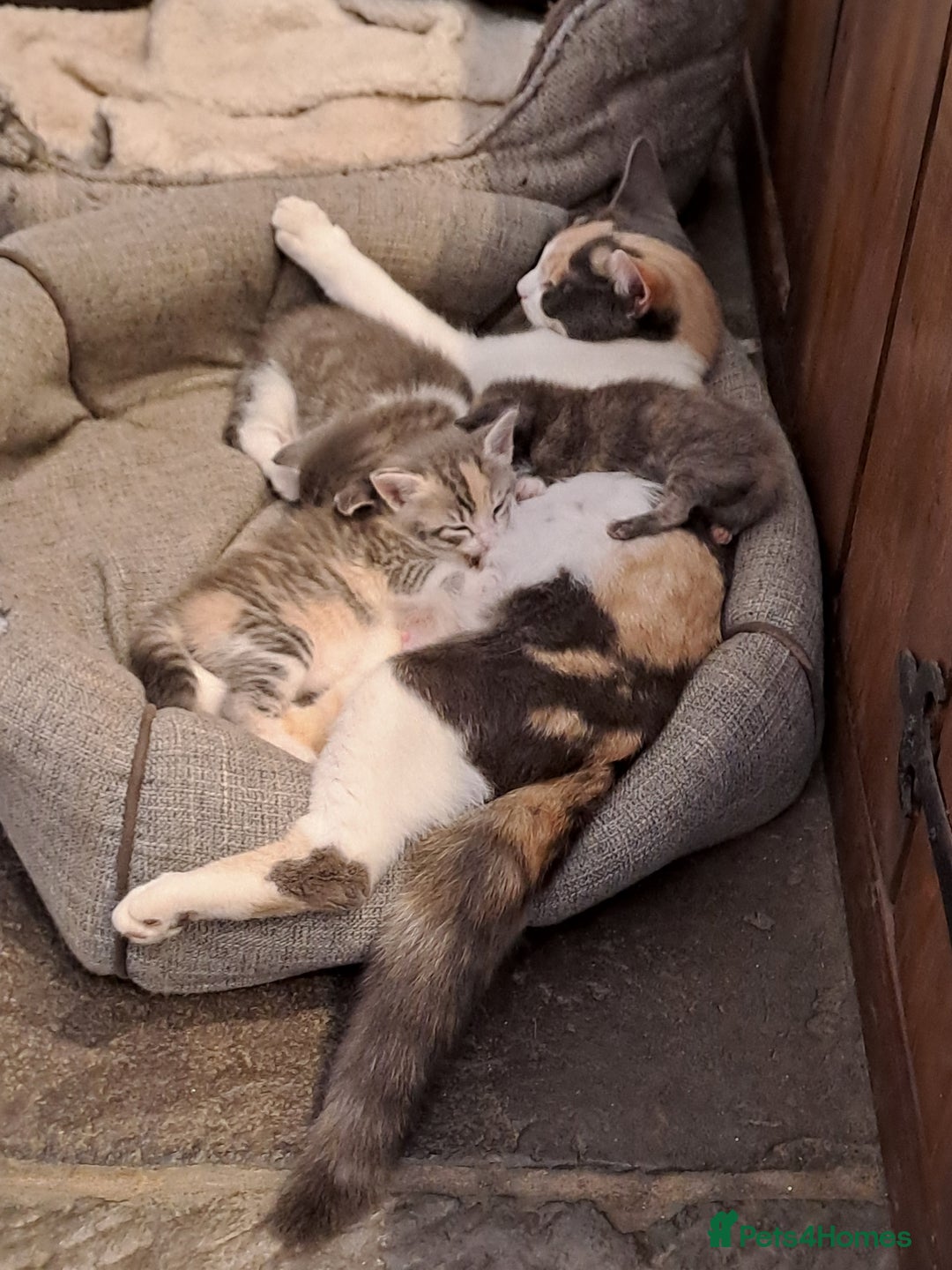 Mixed Breed cats for sale: Gorgeous Kittens - Image 2