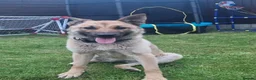 Belgian Shepherd Dog dogs for sale: Stunning Belgian Mali in Crewe - Advert 5
