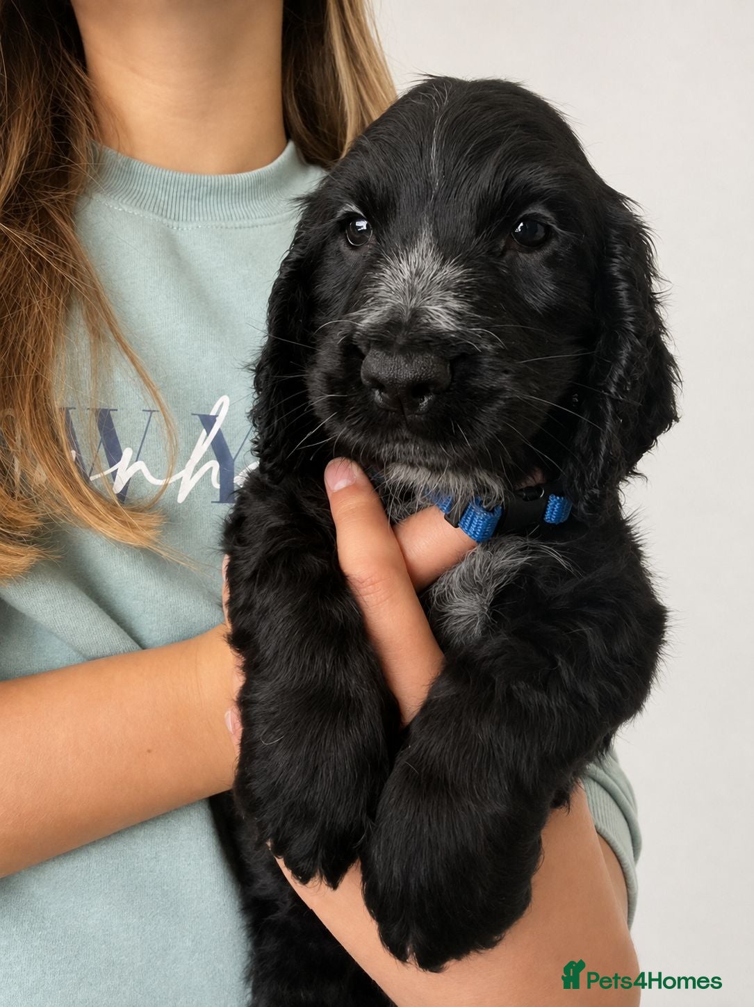 Cocker Spaniel dogs Ready now: Litter of Show Type Cocker Spaniels  - Advert 2