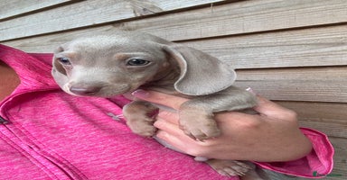 Miniature Dachshund dogs - Advert 4